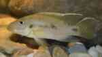 Chromidotilapia kingsleyae im Aquarium halten (Einrichtungsbeispiele mit Chromidotilapia kingsleyae) Chromidotilapia kingsleyae im Aquarium halten (Einrichtungsbeispiele mit Chromidotilapia kingsleyae)