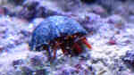 Krebse im Aquarium halten (Einrichtungsbeispiele für Krebs-Aquarien) Krebse im Aquarium halten (Einrichtungsbeispiele für Krebs-Aquarien)