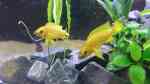 Aquarien mit Neolamprologus leleupi (Tanganjika-Goldcichliden) Aquarien mit Neolamprologus leleupi (Tanganjika-Goldcichliden)