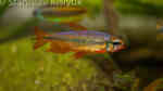 Alestopetersius brichardi im Aquarium halten (Einrichtungsbeispiele für Rote Kongosalmler) Alestopetersius brichardi im Aquarium halten (Einrichtungsbeispiele für Rote Kongosalmler)