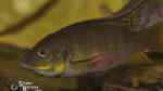 Aquarien mit Benitochromis nigrodorsalis Aquarien mit Benitochromis nigrodorsalis
