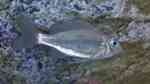 Beispiele für Aquarien mit Ophthalmotilapia-Arten Beispiele für Aquarien mit Ophthalmotilapia-Arten