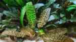 Aquarien mit Cryptocoryne hudoroi (Hudoros Wasserkelch) Aquarien mit Cryptocoryne hudoroi (Hudoros Wasserkelch)