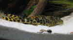 Aquarien mit Ancistomus cf. sabaji (L 75) Aquarien mit Ancistomus cf. sabaji (L 75)