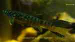 Fundulopanchax sjoestedti (Blauer Prachtkärpfling) Fundulopanchax sjoestedti (Blauer Prachtkärpfling)