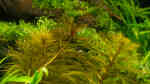 Aquarien mit Myriophyllum aquaticum var. santacatarinense (Santa Catarina-Tausendblatt)