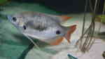 Osphronemus laticlavius im Aquarium halten (Einrichtungsbeispiele für Roter Riesengurami) Osphronemus laticlavius im Aquarium halten (Einrichtungsbeispiele für Roter Riesengurami)