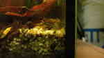 Aquarien mit Cambarellus-Arten (Zwergflusskrebse) Aquarien mit Cambarellus-Arten (Zwergflusskrebse)