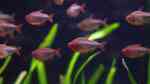 Hyphessobrycon wadai im Aquarium (Einrichtungsbeispiele für Brombeer Salmler) Hyphessobrycon wadai im Aquarium (Einrichtungsbeispiele für Brombeer Salmler)