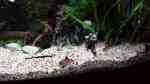 Aquarien mit Corydoras adolfoi (Adolfos Panzerwels) Aquarien mit Corydoras adolfoi (Adolfos Panzerwels)