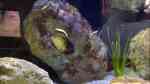 Aquarien mit Lethrinops micrentodon Aquarien mit Lethrinops micrentodon