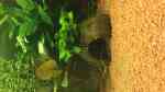 Aquarien mit Anubias Bonsai Aquarien mit Anubias Bonsai
