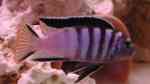 Maylandia flavicauda im Aquarien halten (Einrichtungsbeispiele für Maylandia flavicauda) Maylandia flavicauda im Aquarien halten (Einrichtungsbeispiele für Maylandia flavicauda)