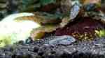 Gastromyzon ctenocephalus im Aquarium halten (Einrichtungsbeispiele für Stachelkopf-Flossensauger) Gastromyzon ctenocephalus im Aquarium halten (Einrichtungsbeispiele für Stachelkopf-Flossensauger)