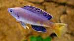 Beispiele für Aquarien mit Heringscichliden (Cyprichromis) Beispiele für Aquarien mit Heringscichliden (Cyprichromis)