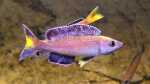 Aquarien mit Cyprichromis leptosoma (Blauer Heringscichlide) Aquarien mit Cyprichromis leptosoma (Blauer Heringscichlide)