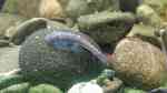 Pseudogastromyzon cheni im Aquarium halten (Einrichtungsbeispiele für Chinesischer Flossensauger) Pseudogastromyzon cheni im Aquarium halten (Einrichtungsbeispiele für Chinesischer Flossensauger)