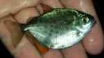 Aquarien mit Metynnis maculatus (Gepunkteter Scheibensalmler) Aquarien mit Metynnis maculatus (Gepunkteter Scheibensalmler)