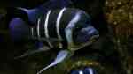 Aquarien mit Cyphotilapia gibberosa (Blauer Tanganjika-Beulenkopf) Aquarien mit Cyphotilapia gibberosa (Blauer Tanganjika-Beulenkopf)