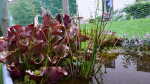 Sarracenia purpurea im Garten pflegen (Einrichtungsbeispiele mit Purpur-Schlauchpflanze) Sarracenia purpurea im Garten pflegen (Einrichtungsbeispiele mit Purpur-Schlauchpflanze)
