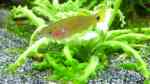 Aquarien mit Tateurndina ocellicauda (Schwanzfleck-Schläfergrundel) Aquarien mit Tateurndina ocellicauda (Schwanzfleck-Schläfergrundel)