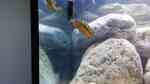 Melanochromis baliodigma im Aquarium halten (Einrichtungsbeispiele für Melanochromis baliodigma)