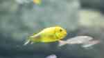 Einrichtungsbeispiele für die Haltung von Tropheus moorii "Kiriza" im Aquarium Einrichtungsbeispiele für die Haltung von Tropheus moorii "Kiriza" im Aquarium