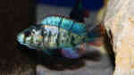 Paralabidochromis chromogynos im Aquarium (Einrichtungsbeispiele für Paralabidochromis chromogynos) Paralabidochromis chromogynos im Aquarium (Einrichtungsbeispiele für Paralabidochromis chromogynos)