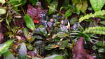 Bucephalandra Deep Purple im Aquarium pflegen (Einrichtungsbeispiele für Bucephalandra Deep Purple) Bucephalandra Deep Purple im Aquarium pflegen (Einrichtungsbeispiele für Bucephalandra Deep Purple)