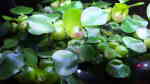 Eichhornia crassipes im Aquarium pflegen (Einrichtungsbeispiele für Dickstielige Wasserhyazinthe) Eichhornia crassipes im Aquarium pflegen (Einrichtungsbeispiele für Dickstielige Wasserhyazinthe)