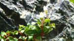 Bucephalandra Red Mini im Aquarium pflegen (Einrichtungsbeispiele für Lamandau Mini Red) Bucephalandra Red Mini im Aquarium pflegen (Einrichtungsbeispiele für Lamandau Mini Red)