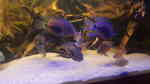 Aquarien mit Uaru amphiacanthoides (Keilfleckbuntbarsch) Aquarien mit Uaru amphiacanthoides (Keilfleckbuntbarsch)