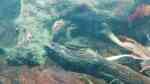 Wels Haltung im Aquarium (Einrichtungsbeispiele mit Welsen) Wels Haltung im Aquarium (Einrichtungsbeispiele mit Welsen)