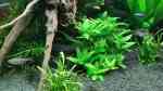 Aquarien mit Staurogyne repens (Kriechende Staurogyne) Aquarien mit Staurogyne repens (Kriechende Staurogyne)