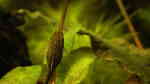 Aquarien mit Otocinclus negros (Brauner Ohrgitterharnischwels) Aquarien mit Otocinclus negros (Brauner Ohrgitterharnischwels)