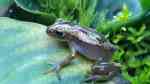 Afrixalus dorsalis im Terrarium halten (Einrichtungsbeispiele für Brauner Bananenfrosch) Afrixalus dorsalis im Terrarium halten (Einrichtungsbeispiele für Brauner Bananenfrosch)