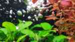 Aquarien mit Ludwigia palustris (Goldbraune Ludwigie) Aquarien mit Ludwigia palustris (Goldbraune Ludwigie)