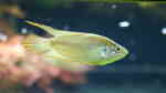 Macropodus ocellatus im Aquarium oder Teich (Einrichtungsbeispiele für Rundschwanz-Makropoden) Macropodus ocellatus im Aquarium oder Teich (Einrichtungsbeispiele für Rundschwanz-Makropoden)