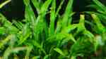 Spiraliger Wasserkelch im Aquarium pflegen (Einrichtungsbeispiele für Cryptocoryne purpurea) Spiraliger Wasserkelch im Aquarium pflegen (Einrichtungsbeispiele für Cryptocoryne purpurea)