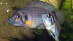 Aquarien mit Altolamprologus sp. "sumbu shell" Aquarien mit Altolamprologus sp. "sumbu shell"