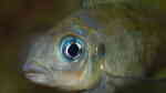 Aquarien mit Ophthalmotilapia ventralis (Blauer Fadenmaulbrüter) Aquarien mit Ophthalmotilapia ventralis (Blauer Fadenmaulbrüter)
