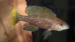 Paracyprichromis brieni im Aquarium halten (Einrichtungsbeispiele für Paracyprichromis brieni) Paracyprichromis brieni im Aquarium halten (Einrichtungsbeispiele für Paracyprichromis brieni)