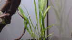 Liliaeopsis mauritiana im Aquarium pflegen (Einrichtungsbeispiele für Mauritius-Graspflanze) Liliaeopsis mauritiana im Aquarium pflegen (Einrichtungsbeispiele für Mauritius-Graspflanze)