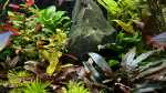 Einrichtungsbeispiele mit Zwerg-Neon-Regenbogenfischen (Melanotaenia praecox) Einrichtungsbeispiele mit Zwerg-Neon-Regenbogenfischen (Melanotaenia praecox)
