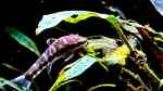 Aquarien mit Otocinclus cocama (Zebra-Otocinclus) Aquarien mit Otocinclus cocama (Zebra-Otocinclus)