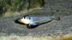 Aquarien für Xenotilapia melanogenys Aquarien für Xenotilapia melanogenys