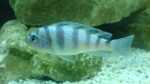 Einrichtungsbeispiele mit Metriaclima / Pseudotropheus lombardoi (Lilienmaulbrüter) Einrichtungsbeispiele mit Metriaclima / Pseudotropheus lombardoi (Lilienmaulbrüter)