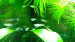 Aquarien mit Aplocheilichthys normani (Blauer Leuchtaugenfisch) Aquarien mit Aplocheilichthys normani (Blauer Leuchtaugenfisch)
