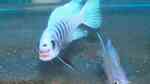 Einrichtungsbeispiele für Aquarien mit Metriaclima (Maylandia) zebra chilumba Maisoni Reef Einrichtungsbeispiele für Aquarien mit Metriaclima (Maylandia) zebra chilumba Maisoni Reef