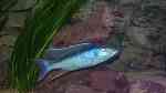 Einrichtungsbeispiele für die Haltung von Champsochromis caeruleus (Forellenbuntbarsch) im Aquarium Einrichtungsbeispiele für die Haltung von Champsochromis caeruleus (Forellenbuntbarsch) im Aquarium